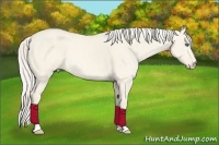 Horse Color:Cremello Dun Rabicano