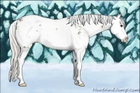 Horse Color:Silver Grullo Sabino Splash 