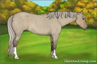 Horse Color:Silver Grullo Roan 