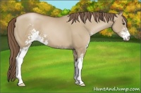 Horse Color:Grullo Pearl Sabino 