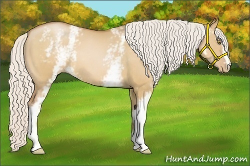 Horse Color:White Spotted Silver Bay Pearl Dun 