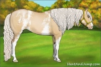 Horse Color:White Spotted Silver Bay Pearl Dun