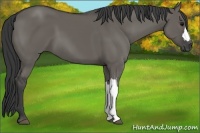 Horse Color:Grullo