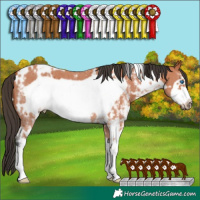 Horse Color:White Spotted Bay Sabino Frame