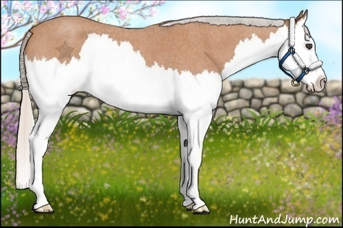 Horse Color:Silver Bay Roan Splash