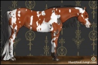 Horse Color:Liver Chestnut Sabino  and Bay 
