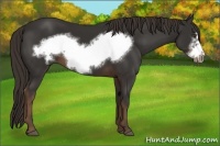 Horse Color:Liver Chestnut Frame 