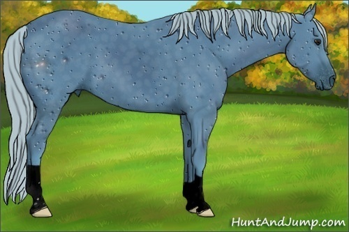Horse Color:ERROR: UNKNOWN ANOMALY