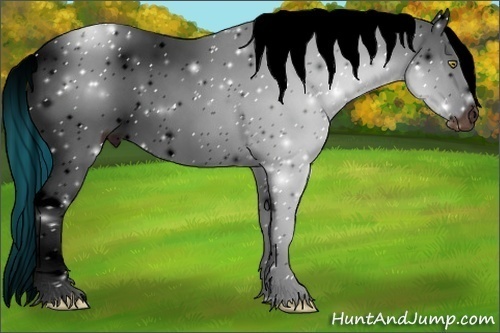 Horse Color:ERROR: UNKNOWN ANOMALY