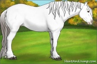 Horse Color:Liver Chestnut Appaloosa