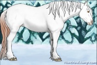 Horse Color:Sable Champagne Appaloosa 