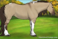 Horse Color:Liver Red Dun Roan Tobiano