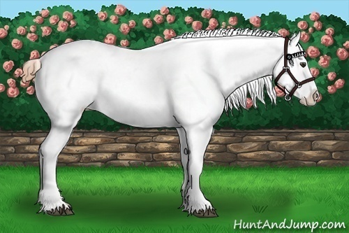 Horse Color:Liver Red Roan Snowcap Rabicano 