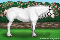 Horse Color:Liver Red Roan Snowcap Rabicano