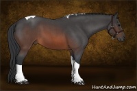 Horse Color:Brown Roan Tobiano 