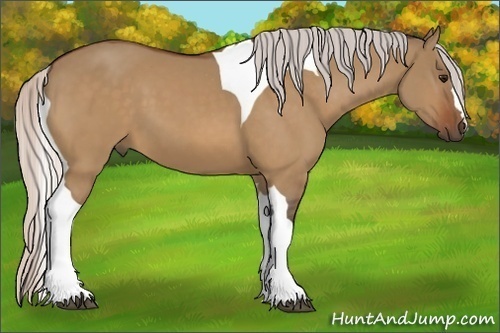 Horse Color:Silver Bay Dun Tobiano 