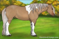 Horse Color:Silver Bay Dun Tobiano 