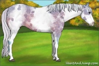 Horse Color:Watercolor White Spotted Silver Buckskin 