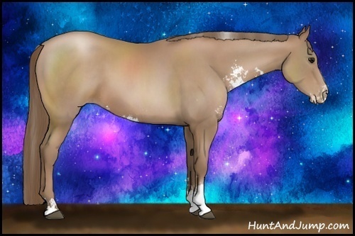 Horse Color:Black Pearl Sabino 