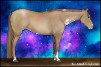 Horse Color:Black Pearl Sabino