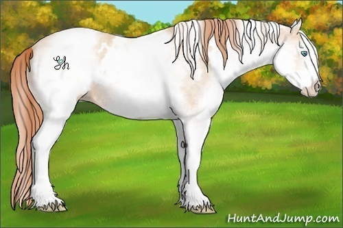 Horse Color:White Spotted Buckskin Pearl 