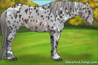 Horse Color:White Spotted Brown Appaloosa 