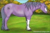 Horse Color:Watercolor Bay 