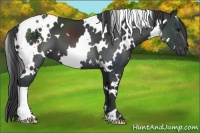 Horse Color:White Spotted Black 