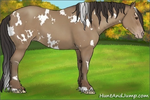 Horse Color:White Spotted Classic Champagne 