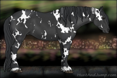 Horse Color:White Spotted Black 