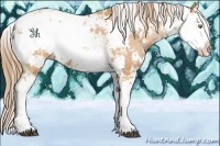 Horse Color:Bay Pearl Sabino 