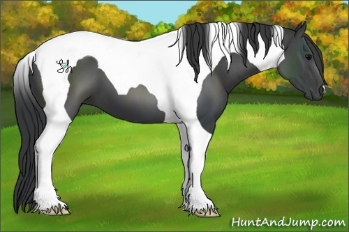 Horse Color:Black Tobiano 