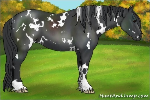 Horse Color:White Spotted Black 