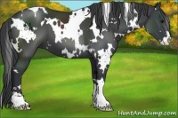 Horse Color:White Spotted Black Sabino