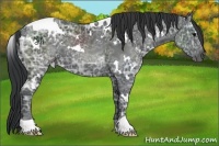 Horse Color:White Spotted Black Ice 