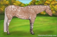Horse Color:Silver Bay Ice Frame 