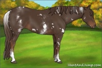 Horse Color:White Spotted Liver Chestnut