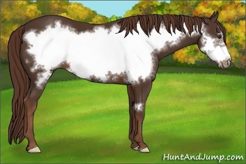 Horse Color:Liver Chestnut Frame