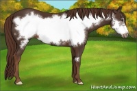 Horse Color:Liver Chestnut Frame 