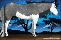 Horse Color:Blue Roan Splash