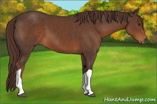 Horse Color:Liver Chestnut Tobiano 