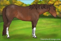 Horse Color:Liver Chestnut Tobiano