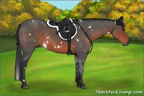 Horse Color:White Spotted Brown Sabino