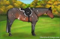 Horse Color:White Spotted Brown Sabino