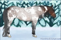 Horse Color:White Spotted Bay Rabicano