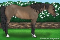 Horse Color:Brown Dun Rabicano 
