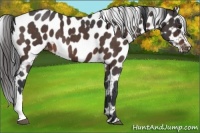 Horse Color:Bay Roan Appaloosa 