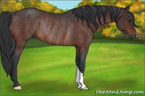 Horse Color:Bay Rabicano 
