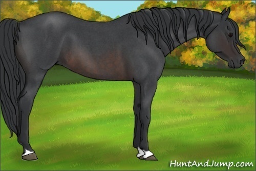 Horse Color:Brown Roan