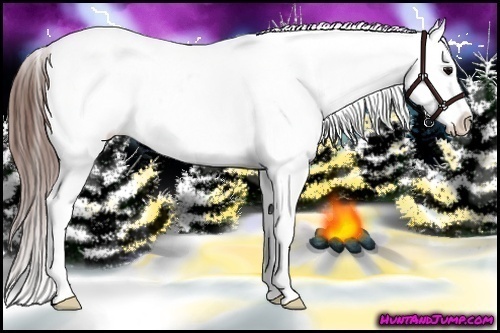 Horse Color:Brown Appaloosa